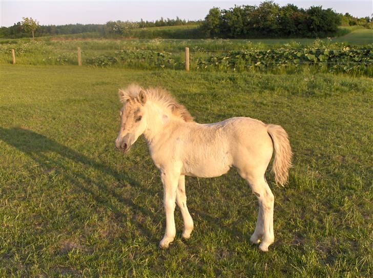Fjordhest Laika á Jungshoved SOLGT  billede 20