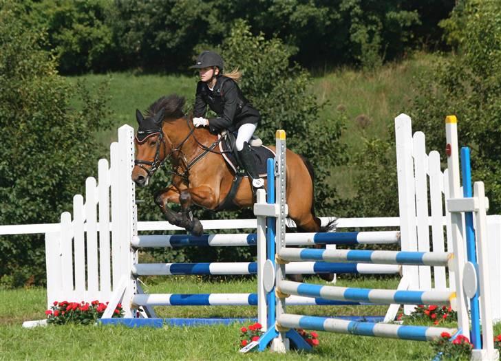 Hollandsk Sportspony Naomi - SOLGT - - Stævne Paarup - LA billede 12