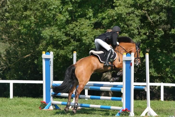 Hollandsk Sportspony Naomi - SOLGT - - Stævne Paarup - LA  billede 15