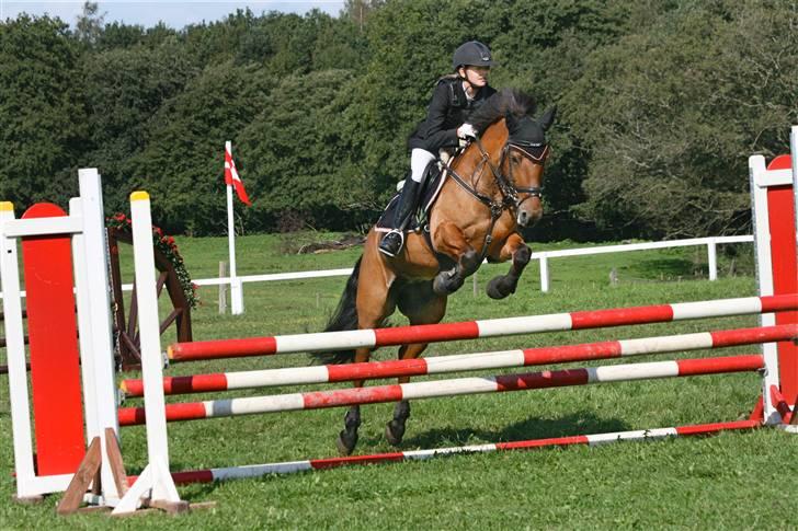 Hollandsk Sportspony Naomi - SOLGT - - Stævne Paarup - LA billede 17