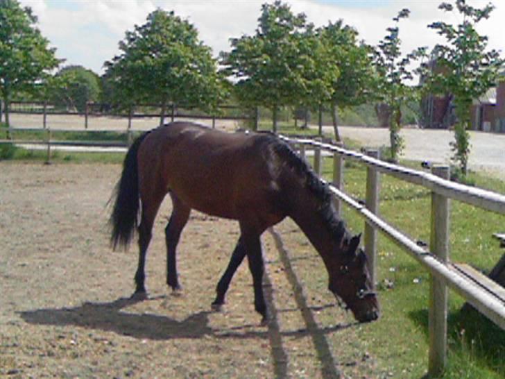Dansk Varmblod buegårds venus billede 9