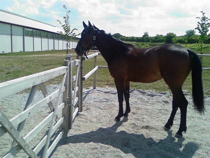 Dansk Varmblod buegårds venus billede 11