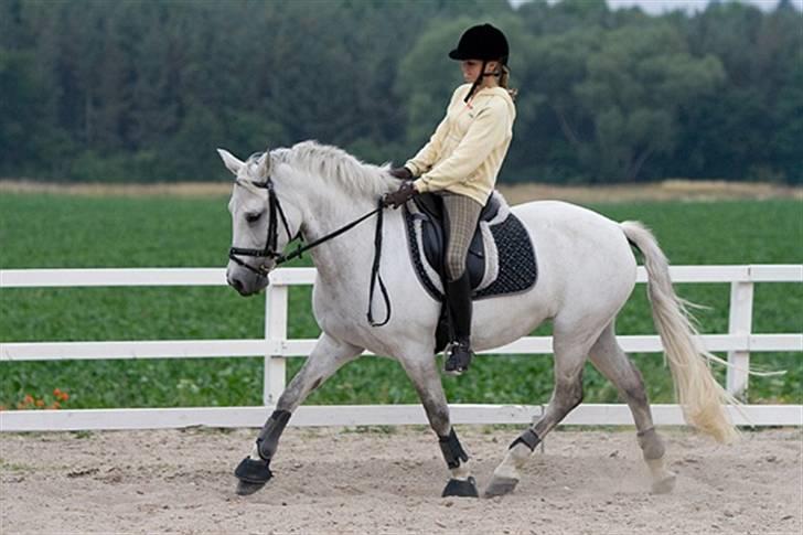 Connemara Capsy Queen - Afslutning på Shenkelvigning billede 9