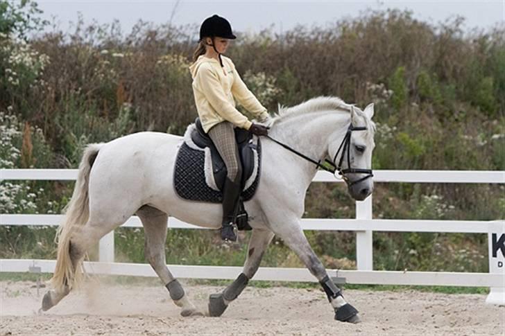 Connemara Capsy Queen - wee<3 billede 11