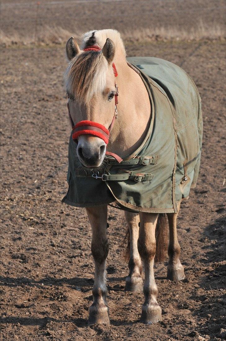 Fjordhest Candis <3 - så dejlig <3 billede 6