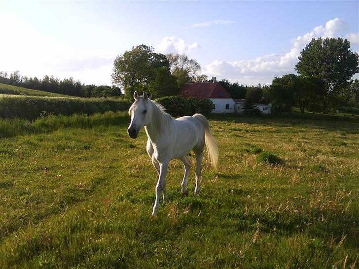 Arabisk fuldblod (OX) Wadi Washir ox SOLGT - sommeren 08 billede 2