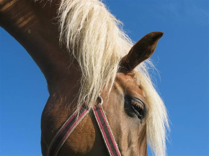 Haflinger | Luca  - Nedefra ;D billede 14