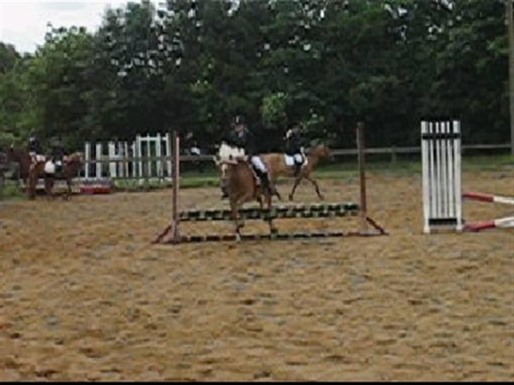 Haflinger | Luca  - I Stevnstrup - Opvarmning <3 billede 15