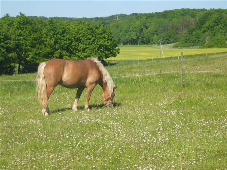 Haflinger | Luca  billede 16