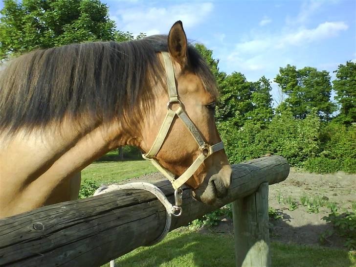 Anden særlig race Vesterhedes Charmeur  billede 17