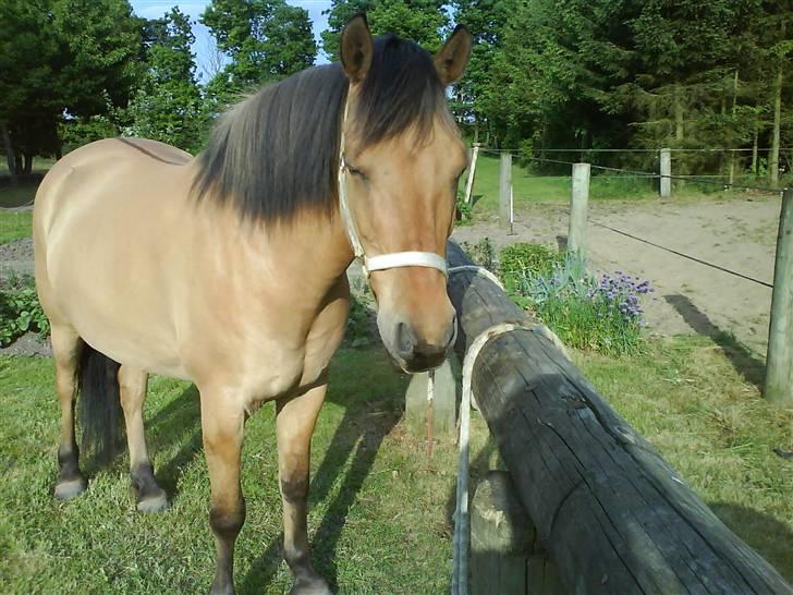 Anden særlig race Vesterhedes Charmeur  billede 18