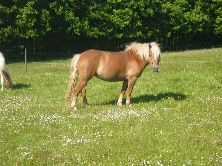 Haflinger | Luca  billede 17