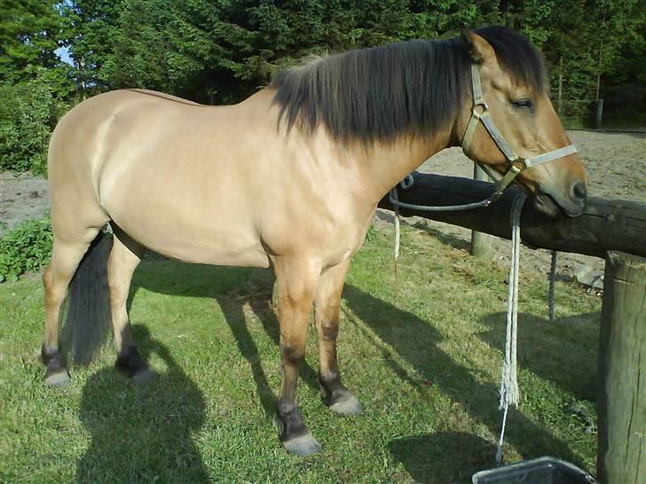 Anden særlig race Vesterhedes Charmeur  billede 19