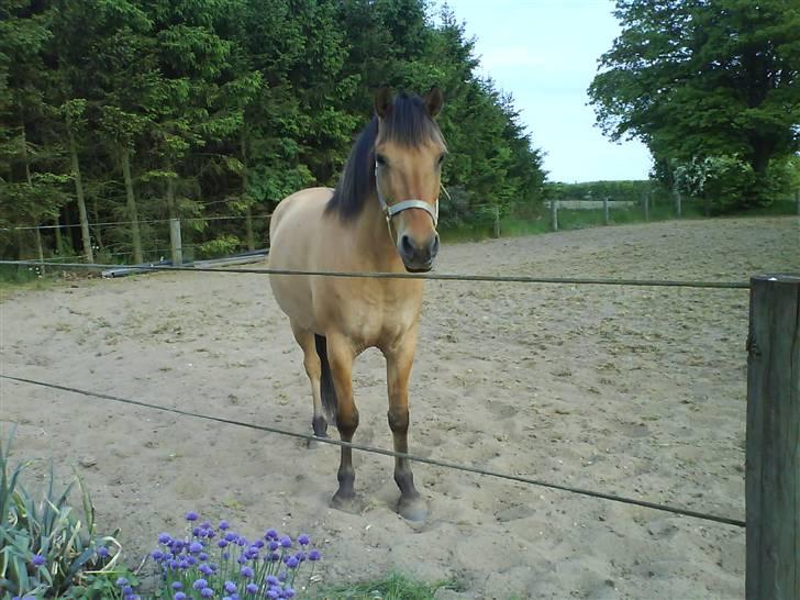 Anden særlig race Vesterhedes Charmeur  billede 20