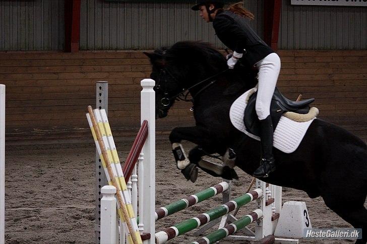 Hollandsk Sportspony Black Boy *Bedste Hest* - SAVNET!!  - Springstævne 12.9.2010 - 2 plads :D <3 billede 3