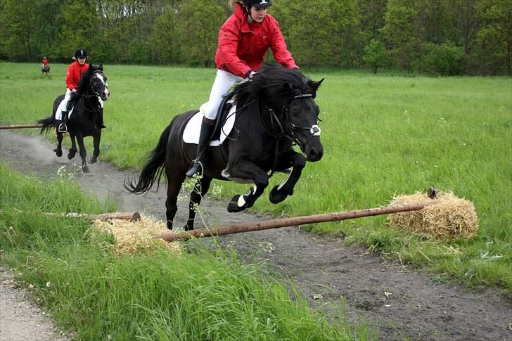 Hollandsk Sportspony Black Boy *Bedste Hest* - SAVNET!!  - Forårsjagt d. 30 maj 2010 VSR billede 4