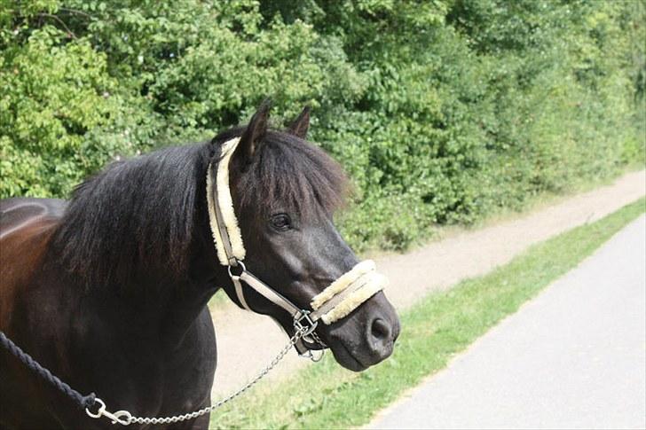 Hollandsk Sportspony Black Boy *Bedste Hest* - SAVNET!!  - Min fotomodel :D <3 billede 6