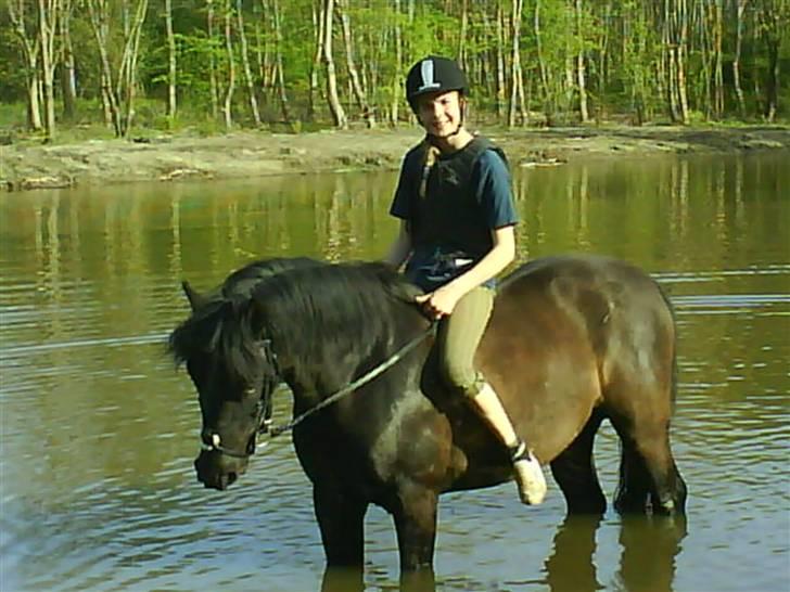 Hollandsk Sportspony Black Boy *Bedste Hest* - SAVNET!!  - Os i badesøen :)  billede 9