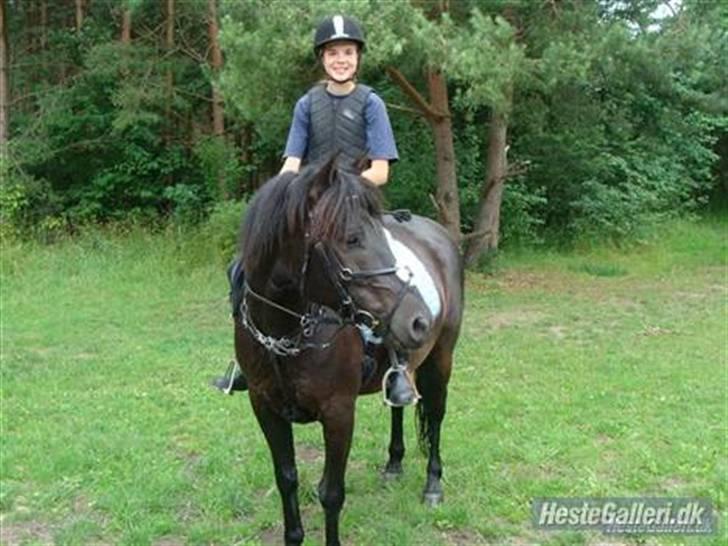 Hollandsk Sportspony Black Boy *Bedste Hest* - SAVNET!!  - Du er alt skat <3 billede 11