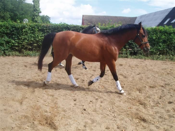 Anden særlig race Cometessa gammel part :-* billede 14