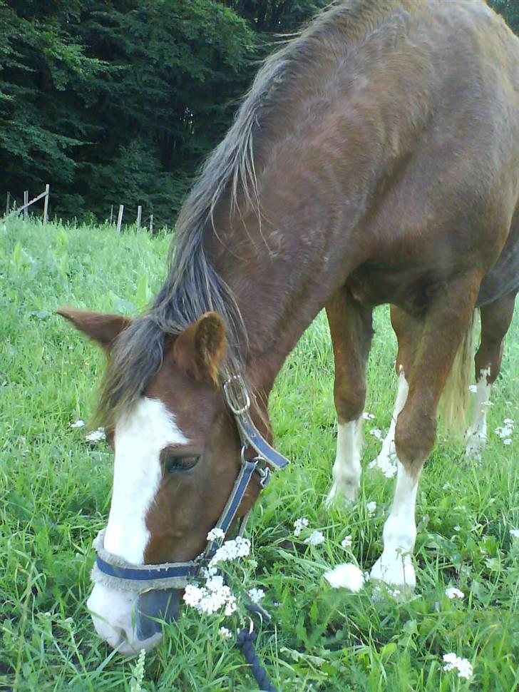 Welsh Pony (sec B) Chilli *Gammel part* - Er der noget der kan spises her nede?.. billede 14