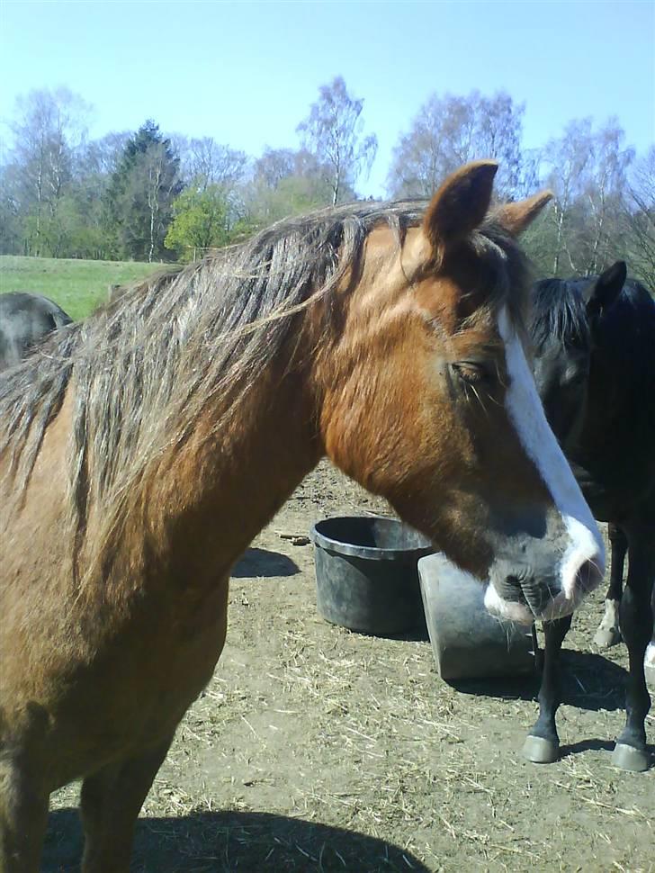 Welsh Pony (sec B) Chilli *Gammel part* - Er han ikke bare dejlig?!.. billede 15