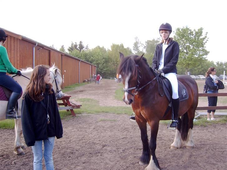 Irish Cob Loke  (Gammel part) - Prøv lige se, hvor fint han står :) billede 9
