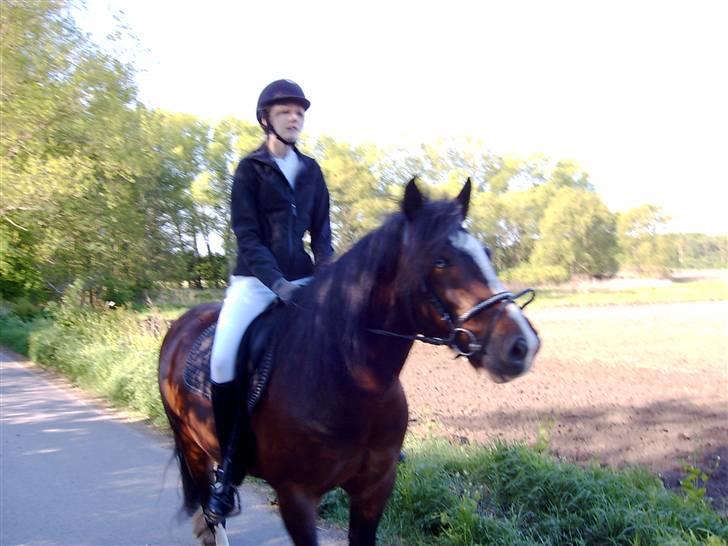 Irish Cob Loke  (Gammel part) - på vej op til stævne billede 10