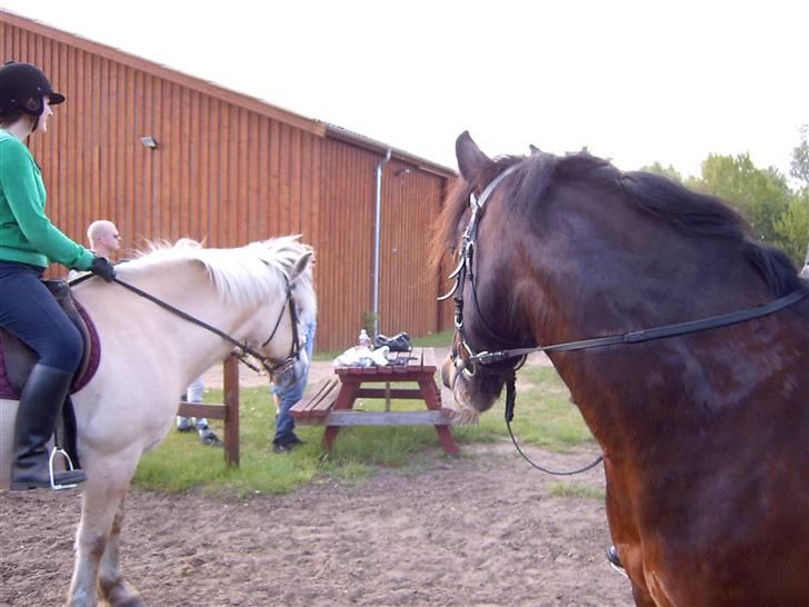 Irish Cob Loke  (Gammel part) - Mine to dejlige drenge <3 <3 <3 <3 <3 <3 <3 <3 billede 11