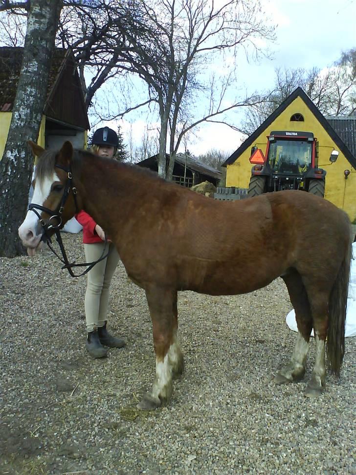 Welsh Pony (sec B) Chilli *Gammel part* - et billede hvor man kan se hele hans smukke heste krop billede 16