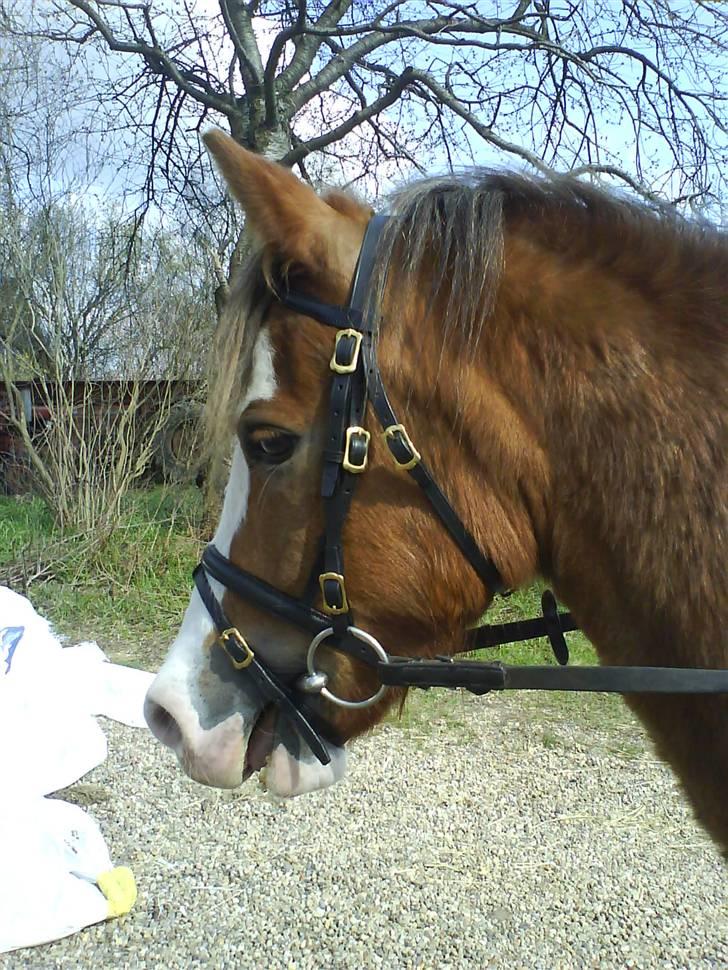 Welsh Pony (sec B) Chilli *Gammel part* - jeg hiver IKKE i tøjlerne, faktisk sider der slet ikke nogle oppe på ham, men han står bare med munden åben nogle gange, ved ikke hvorfor men sådan er han bare.. billede 17