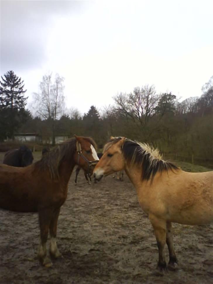 Welsh Pony (sec B) Chilli *Gammel part* - Willi & Chilli ude på folden.. billede 18