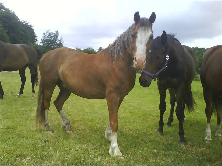 Welsh Pony (sec B) Chilli *Gammel part* - Chille sammen med de andre på folden.. billede 19