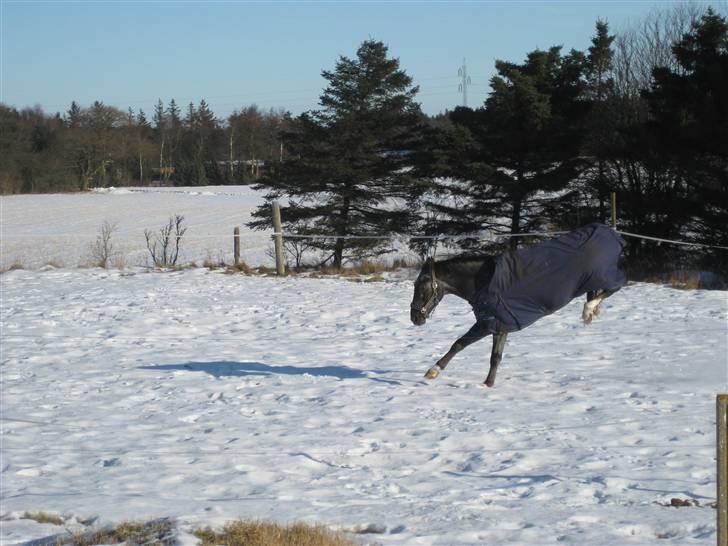 Polsk Varmblod Etos (solgt) billede 15