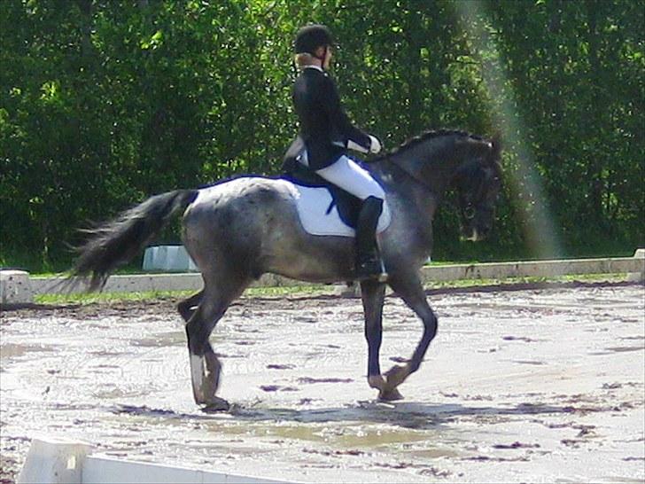 Polsk Varmblod Etos (solgt) billede 16