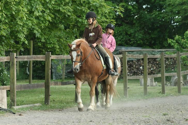 Haflinger Flotti (solgt) billede 16