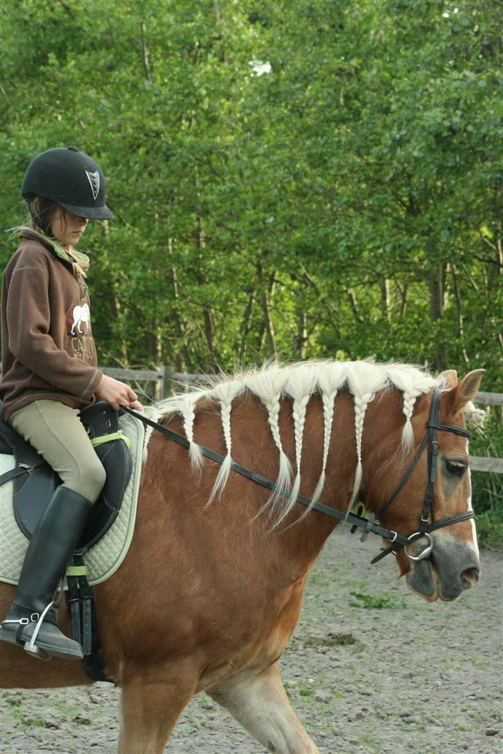 Haflinger Flotti (solgt) billede 17