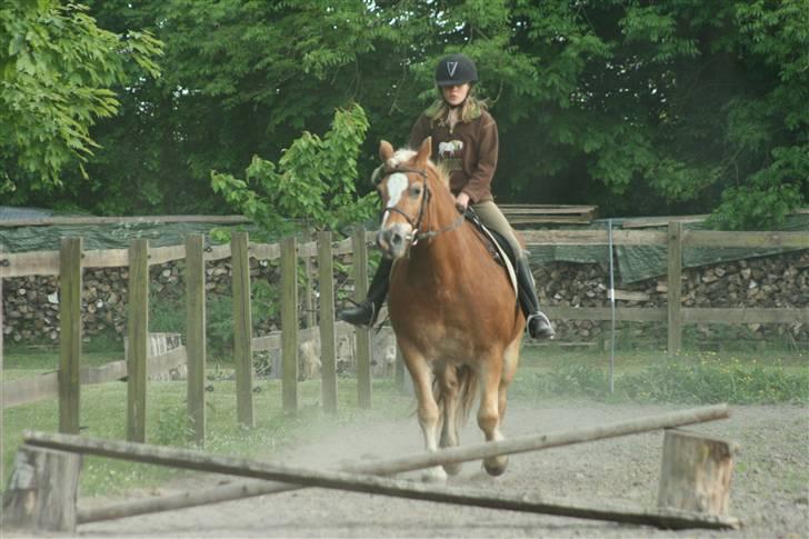 Haflinger Flotti (solgt) billede 18