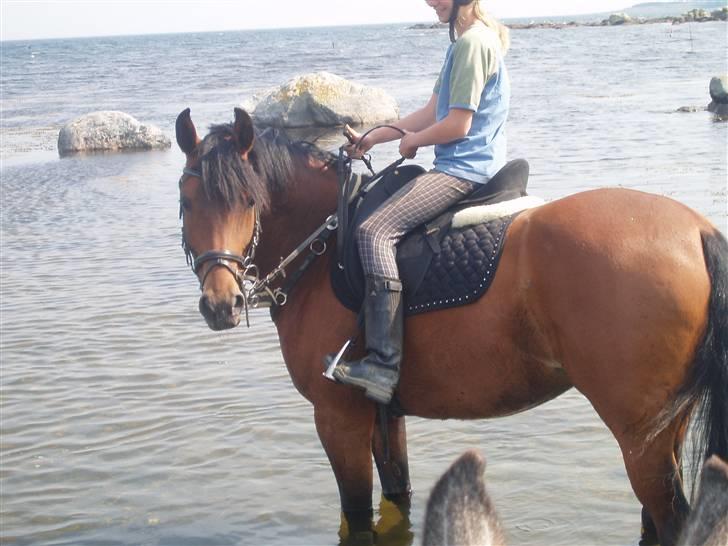 Anden særlig race Cometessa gammel part :-* - vi var lige nede ved vandet en tur ;)  billede 19