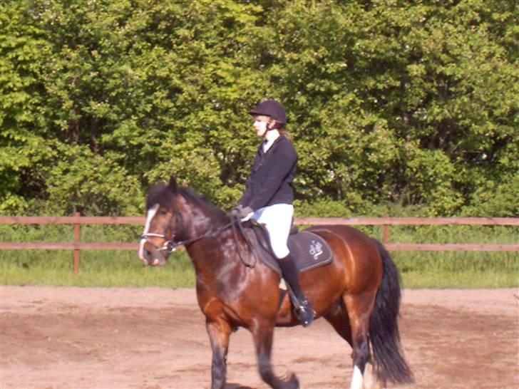 Irish Cob Loke  (Gammel part) - foto: min mor billede 13