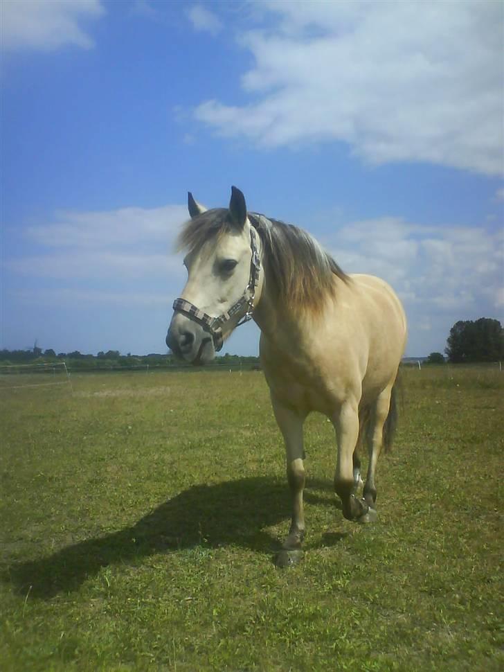 Gotlandsruss Tarpans hanette - hygge på folden. billede 12