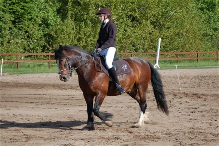 Irish Cob Loke  (Gammel part) - foto: Jeannette billede 14