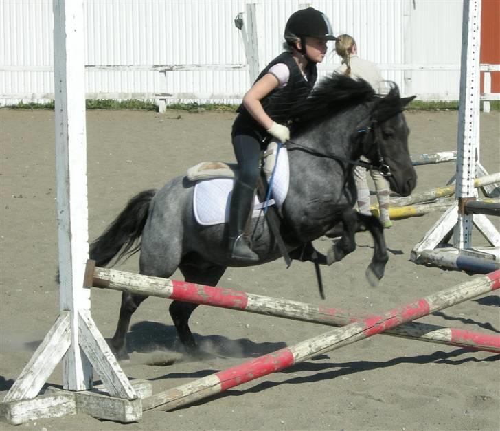 Anden særlig race Cimber - Sophie og Cimber springer billede 12