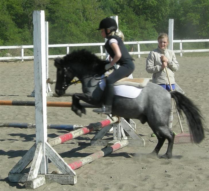 Anden særlig race Cimber billede 16