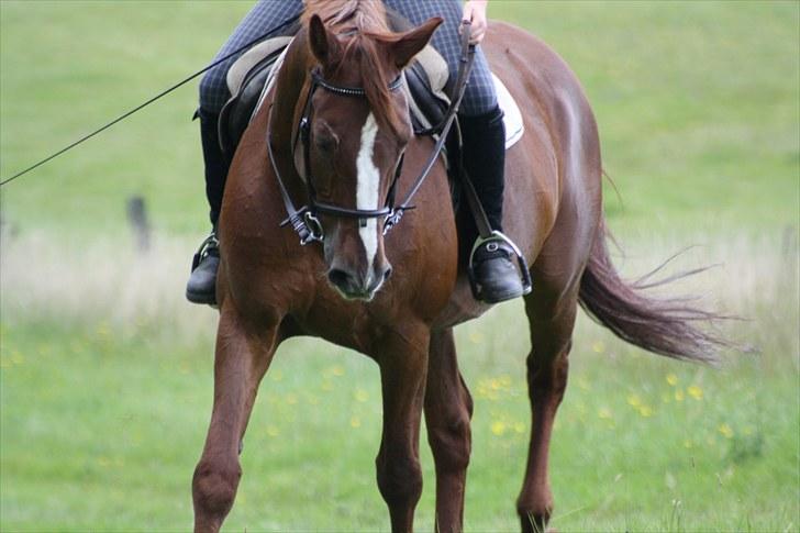 Dansk Varmblod Emos <3 <3 <3 <3 <3 - 5# 28/8 2010 Emos på marken <3 Lækre dyr!! Foto; Camilla (mit kamera) billede 5