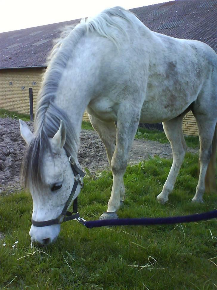 Arabisk fuldblod (OX)  Shadow -  ox  - Shadow i skoven. (:  billede 17