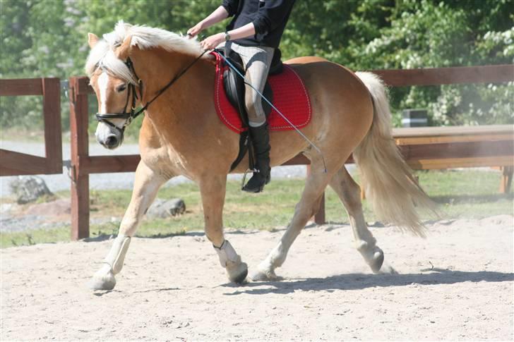 Tyroler Haflinger Wacholder/Oskar*Gl. part* billede 1