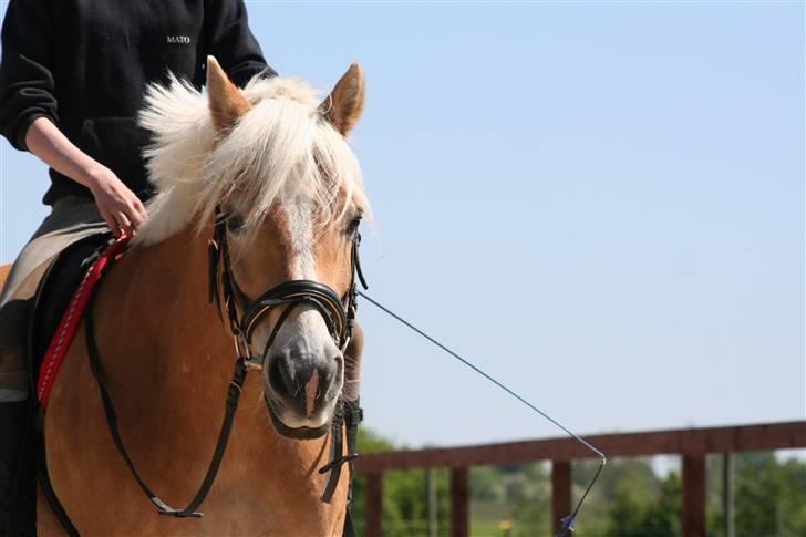 Tyroler Haflinger Wacholder/Oskar*Gl. part* billede 3