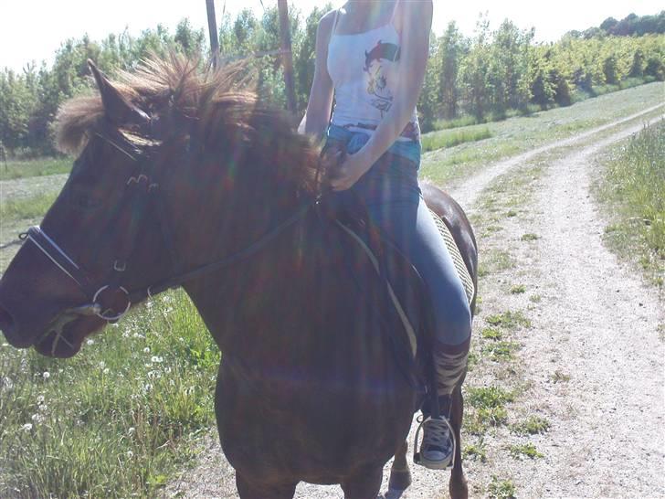 New Forest Benjamin  billede 1