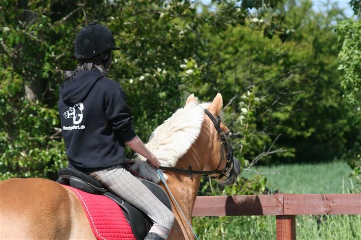 Tyroler Haflinger Wacholder/Oskar*Gl. part* billede 4